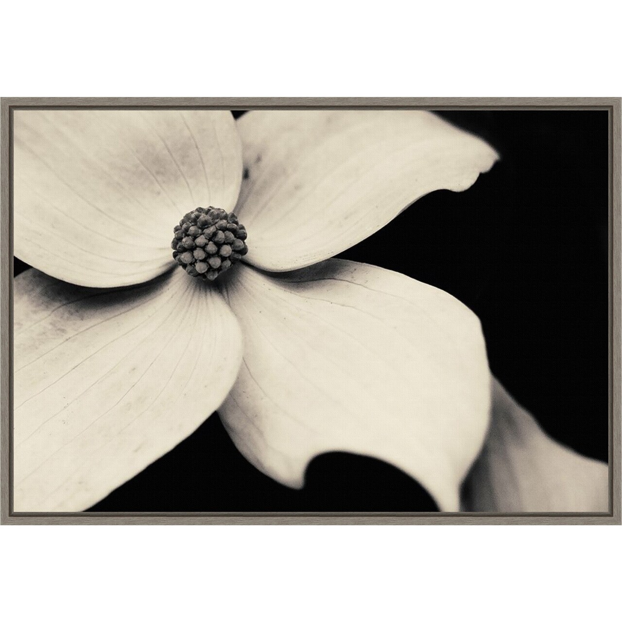 Dogwood Flower by Gary Horsfall 23-in. W x 16-in. H. Canvas Wall Art Print Framed in Grey